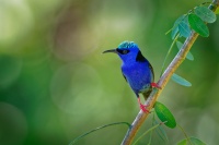 Kvetomil modry - Cyanerpes cyaneus - Red-legged Honeycreeper o5248